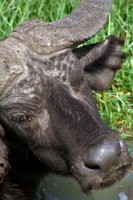 /album/fotos-afrika/el-13-small-jpg/